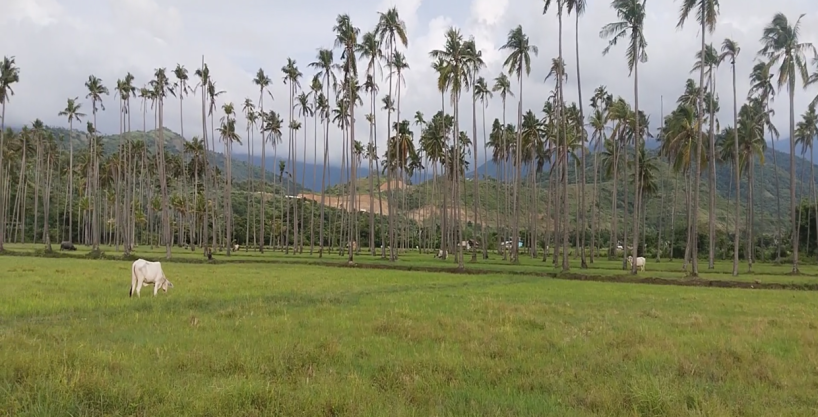 Land Property #1 on Udalo, Abra De Ilog
