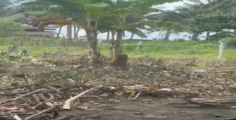Land Property #4 on Amazona, Abra De Ilog